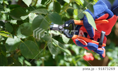 Gardener in gloves cutting rose with pruner Gardener in gloves cutting rose with pruner 91873269