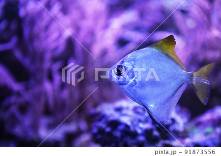 Beautiful silver moony fish in clear aquarium 91873556