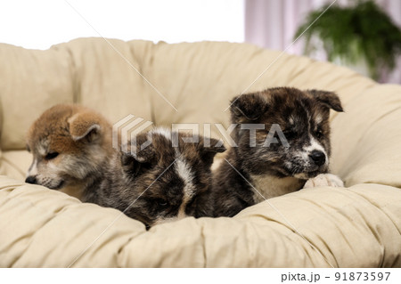 Akita inu puppies in papasan chair indoors. Cute dogs 91873597