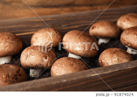 Brown champignons growing on soil in wooden crate. Mushrooms cultivation 91874024