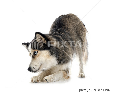 siberian husky in studio siberian husky in studio 91874496