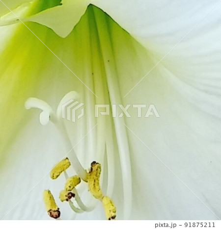 綺麗な白い百合のがくのアップ 綺麗な白い百合のがくのアップ 91875211