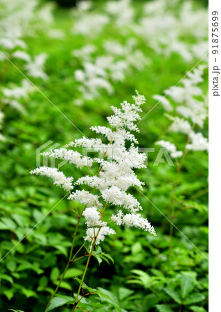 植物:アスチルベ ユキノシタ科 植物:アスチルベ ユキノシタ科 91875699