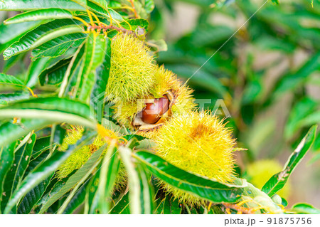 【秋素材】木に生っている栗の実【長野県】 91875756