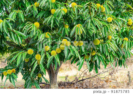【秋素材】木に生っている栗の実【長野県】 91875785