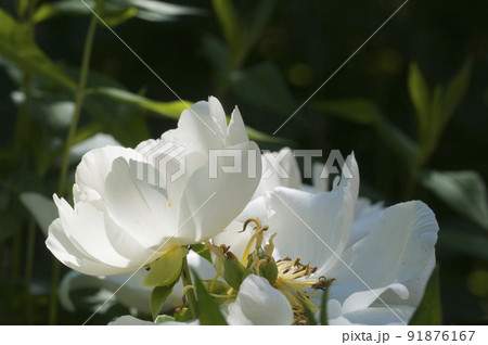Blooming white peony in the garden 91876167
