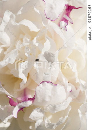 Blooming white peony in the garden 91876168