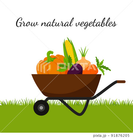 A garden wheelbarrow full of vegetables, pumpkin, corn, carrots, beets. The concept of growing your own natural, organic vegetables, gardening. Color vector illustration. on a white background. 91876205