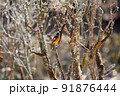 木にとまるオスのジョウビタキ 91876444