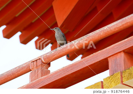 街中のイソヒヨドリ(メス) 91876446