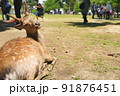 笑顔で振り向く奈良公園の鹿 91876451