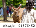 子供と触れ合う奈良公園の鹿 91876452