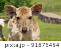 こっちを見る奈良公園の鹿 91876454