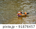 池を横切るオシドリの雄 91876457