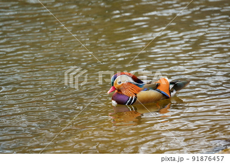 池を横切るオシドリの雄 池を横切るオシドリの雄 91876457
