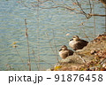 水面を見つめるカルガモの夫婦 91876458