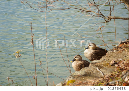 水面を見つめるカルガモの夫婦 水面を見つめるカルガモの夫婦 91876458