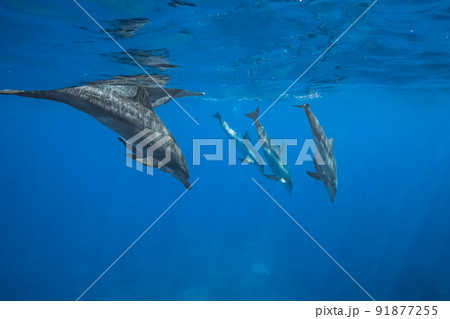 ミナミハンドウイルカの群れ 水中写真 91877255