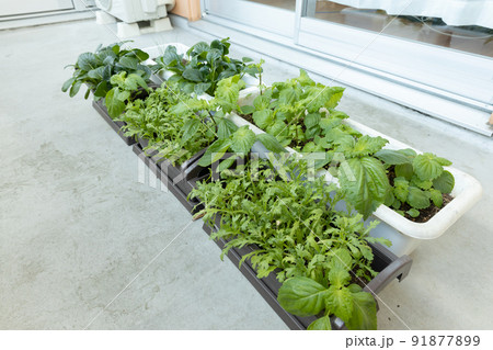 ベランダのプランターで野菜の栽培 ベランダのプランターで野菜の栽培 91877899