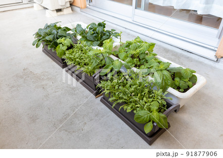 ベランダのプランターで野菜の栽培 91877906