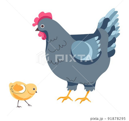 Hen and small chick, chicken breeding on farm Hen and small chick, chicken breeding on farm 91878295