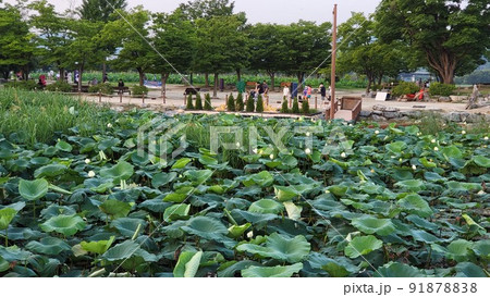 ヅムルモリ ヤンスリ 北漢江 91878838