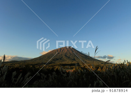 秋が訪れたススキと羊蹄山 秋が訪れたススキと羊蹄山 91878914