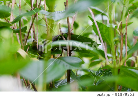 紫陽花の葉の中に隠れる、おとなしいヤマカガシ 紫陽花の葉の中に隠れる、おとなしいヤマカガシ 91879553