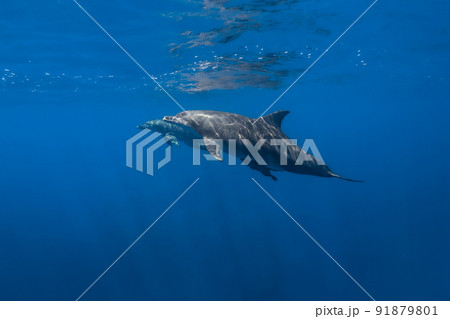 野生のイルカの水中写真 91879801