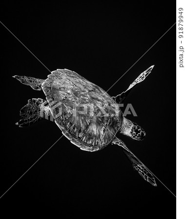 アオウミガメの水中写真 白黒 アオウミガメの水中写真 白黒 91879949