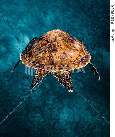 アオウミガメの水中写真 アオウミガメの水中写真 91879950