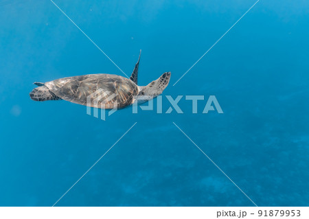 アオウミガメの水中写真 アオウミガメの水中写真 91879953
