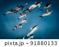 大きな野生のイルカの群れ  91880133