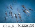 大きな野生のイルカの群れ  91880135