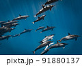 大きな野生のイルカの群れ  91880137