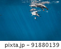 大きな野生のイルカの群れ  91880139