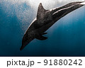 イルカの水中写真 91880242