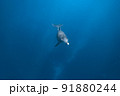 イルカの水中写真 91880244