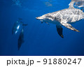 イルカの水中写真 91880247