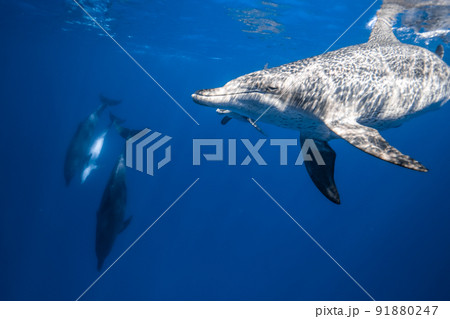 イルカの水中写真 91880247