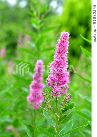 樹木:ホザキシモツケ バラ科 樹木:ホザキシモツケ バラ科 91880248