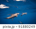 イルカの水中写真 91880249