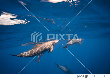 イルカの水中写真 91880249