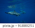 イルカの水中写真 91880251