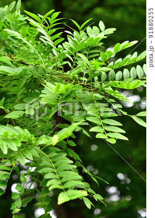 樹木:サイカチ マメ科 樹木:サイカチ マメ科 91880255