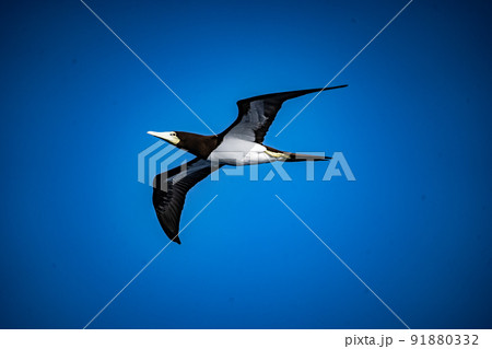 飛んでるカツオドリ 91880332