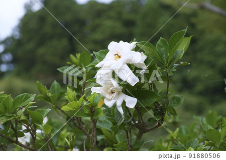 夏の八重咲のクチナシの花 夏の八重咲のクチナシの花 91880506