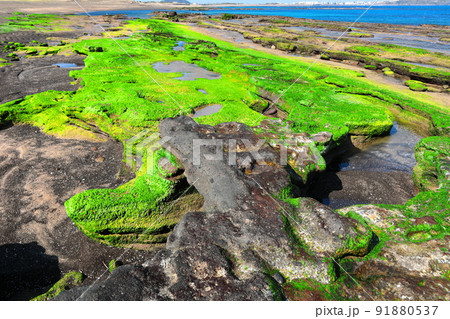 済州島 夏 海 91880537
