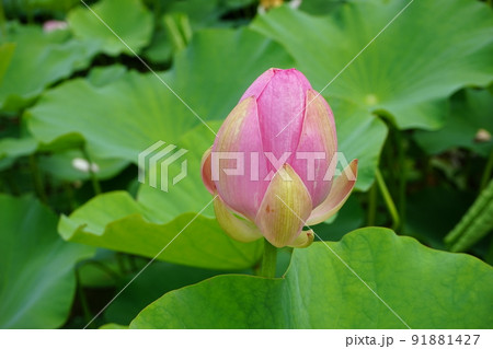 綺麗に咲いた五郎沼の中尊寺ハス 綺麗に咲いた五郎沼の中尊寺ハス 91881427