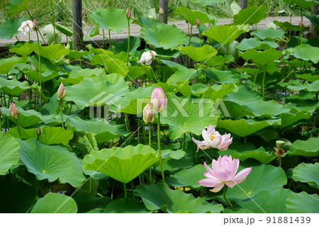 中尊寺ハスの花咲く - 美術品